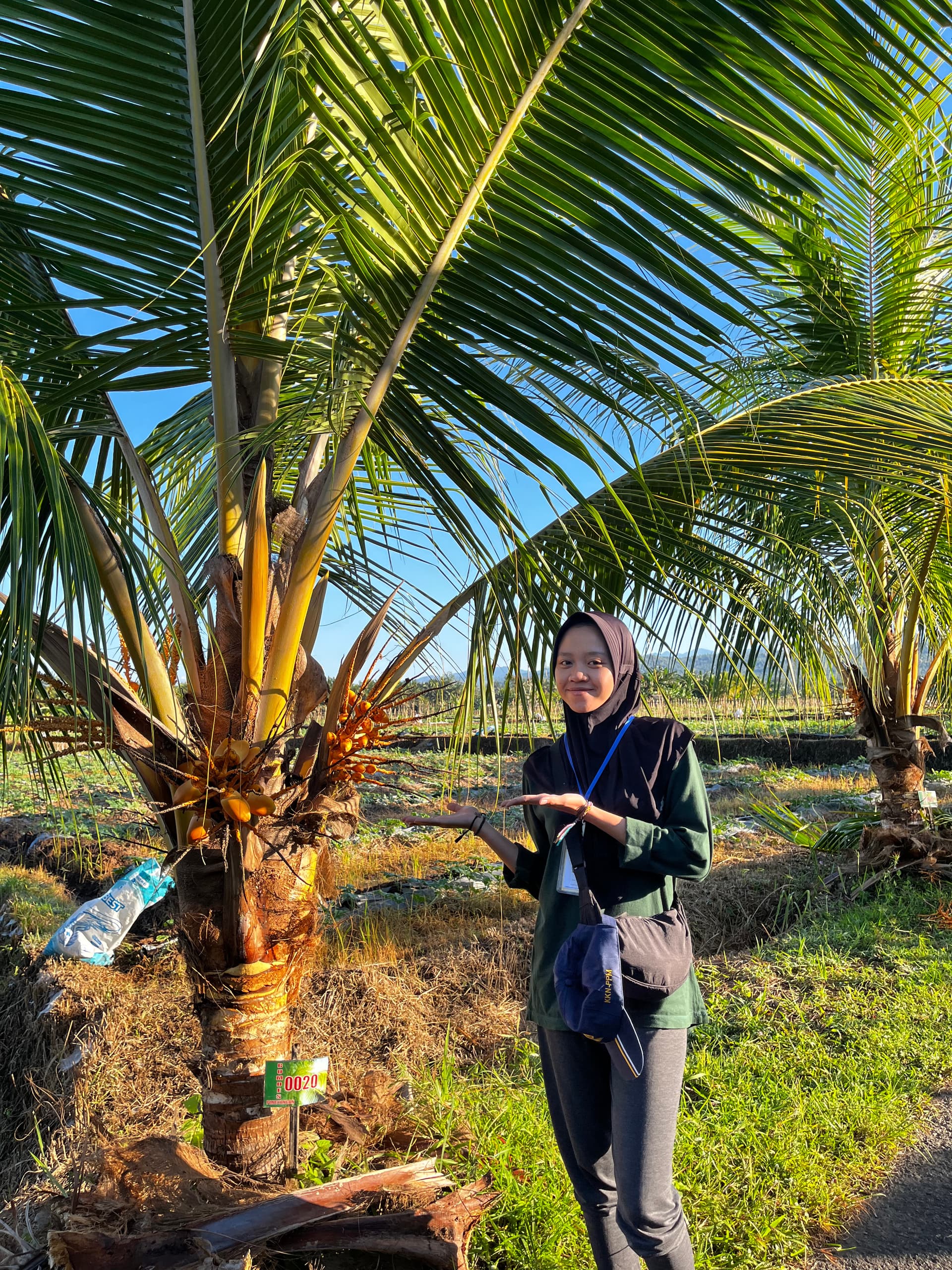 Pemupukan Organik Pohon Kelapa