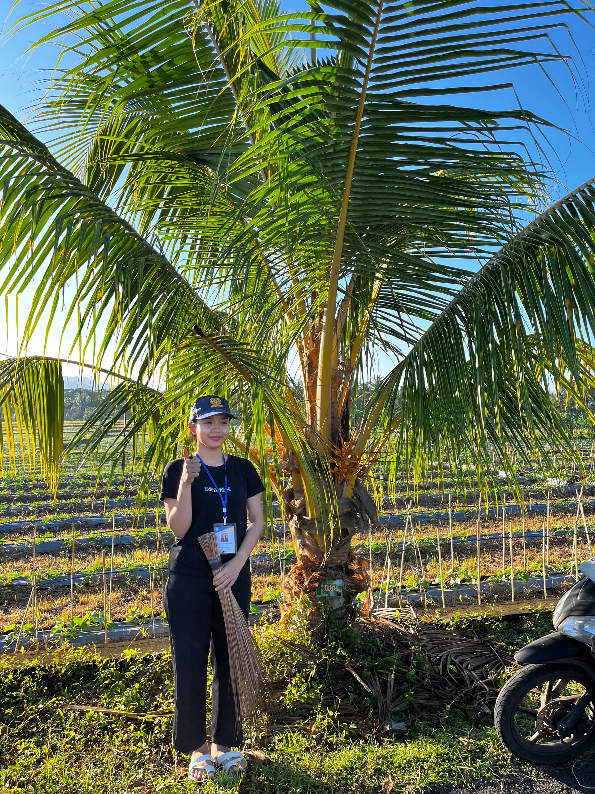 Pemupukan Organik Pohon Kelapa